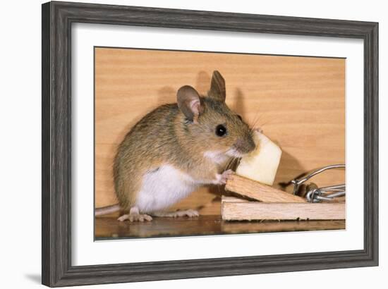 Yellow-Necked Mouse at Mousetrap-null-Framed Photographic Print