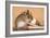 Yellow-Necked Mouse at Mousetrap-null-Framed Photographic Print