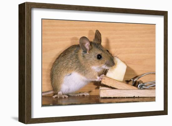 Yellow-Necked Mouse at Mousetrap-null-Framed Photographic Print