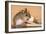 Yellow-Necked Mouse at Mousetrap-null-Framed Photographic Print