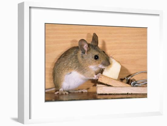 Yellow-Necked Mouse at Mousetrap-null-Framed Photographic Print