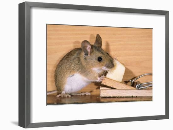 Yellow-Necked Mouse at Mousetrap-null-Framed Photographic Print