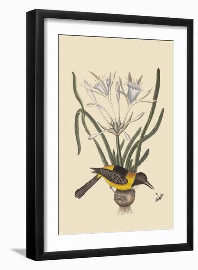 Yellow or Black Pie-Mark Catesby-Framed Art Print