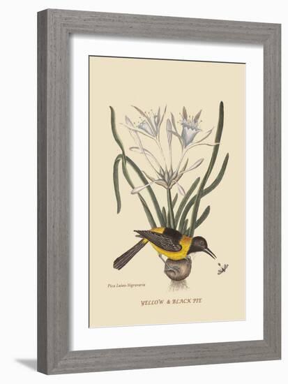 Yellow or Black Pie-Mark Catesby-Framed Art Print