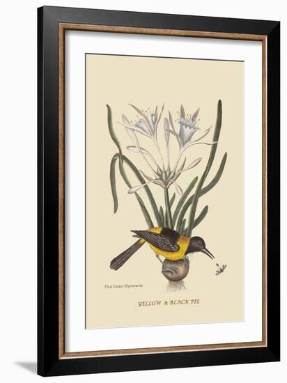 Yellow or Black Pie-Mark Catesby-Framed Art Print