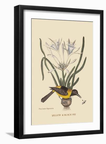 Yellow or Black Pie-Mark Catesby-Framed Art Print