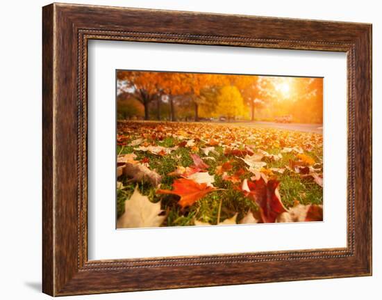 Yellow, Orange and Red Autumn Leaves in Beautiful Fall Park-logoboom-Framed Photographic Print