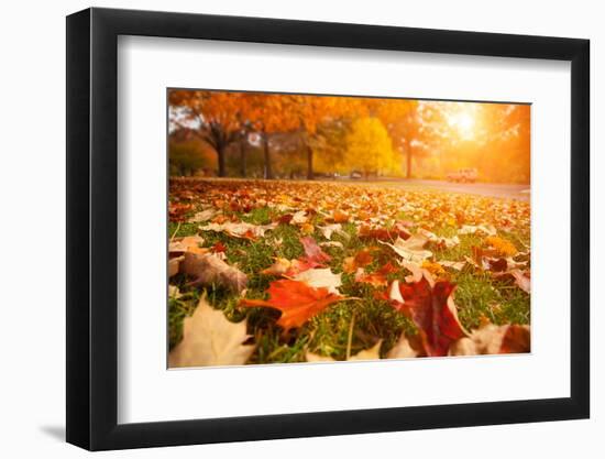 Yellow, Orange and Red Autumn Leaves in Beautiful Fall Park-logoboom-Framed Photographic Print