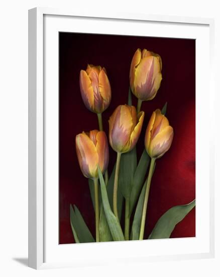 Yellow Orange Tulips on Red-Anna Miller-Framed Photographic Print