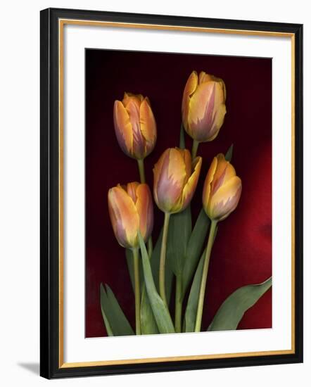 Yellow Orange Tulips on Red-Anna Miller-Framed Photographic Print