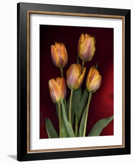 Yellow Orange Tulips on Red-Anna Miller-Framed Photographic Print