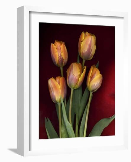 Yellow Orange Tulips on Red-Anna Miller-Framed Photographic Print