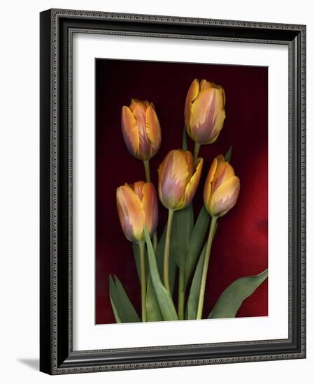 Yellow Orange Tulips on Red-Anna Miller-Framed Photographic Print