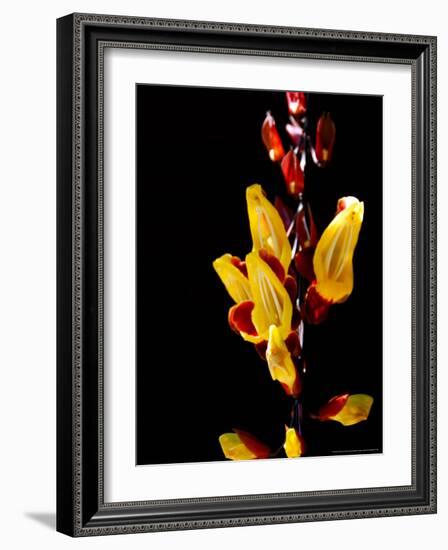 Yellow Orchid, Coffee Plantation and Museum, Museo del Cafe, Antigua, Guatemala-Cindy Miller Hopkins-Framed Photographic Print