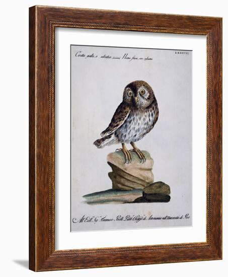 Yellow Owl, 19th Century-null-Framed Giclee Print