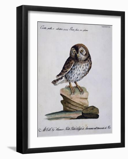 Yellow Owl, 19th Century-null-Framed Giclee Print