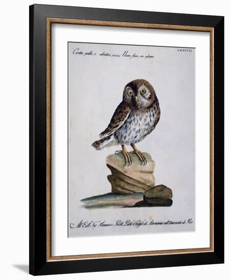 Yellow Owl, 19th Century-null-Framed Giclee Print