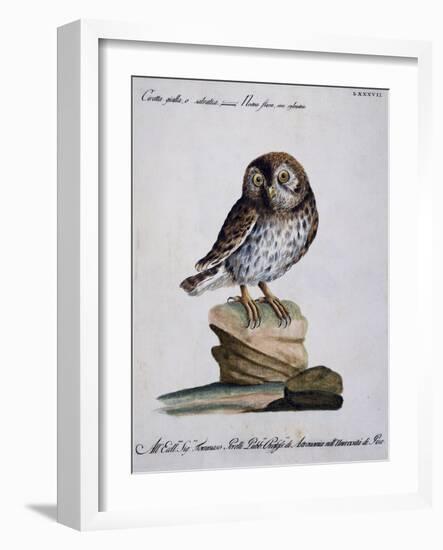 Yellow Owl, 19th Century-null-Framed Giclee Print