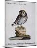 Yellow Owl, 19th Century-null-Mounted Giclee Print