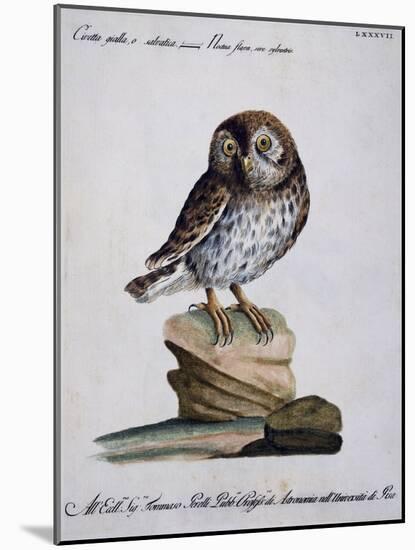 Yellow Owl, 19th Century-null-Mounted Giclee Print