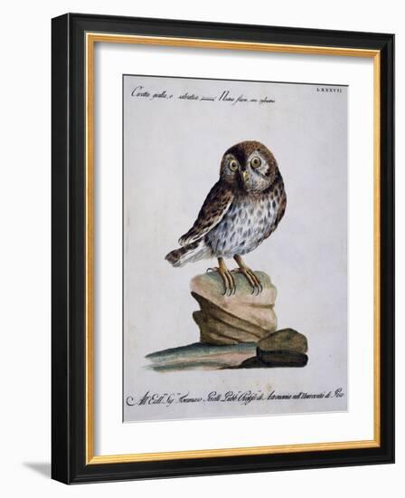 Yellow Owl, 19th Century-null-Framed Giclee Print