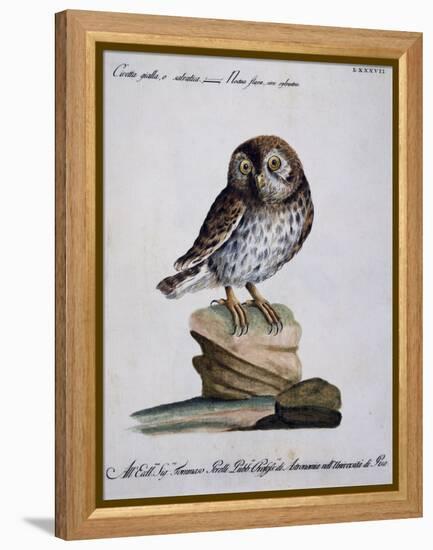 Yellow Owl, 19th Century-null-Framed Premier Image Canvas