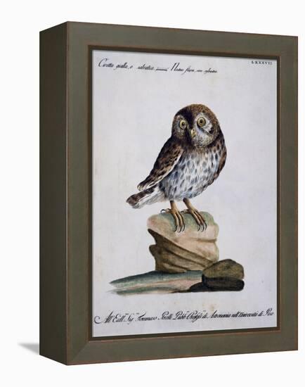 Yellow Owl, 19th Century-null-Framed Premier Image Canvas