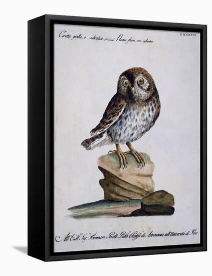 Yellow Owl, 19th Century-null-Framed Premier Image Canvas