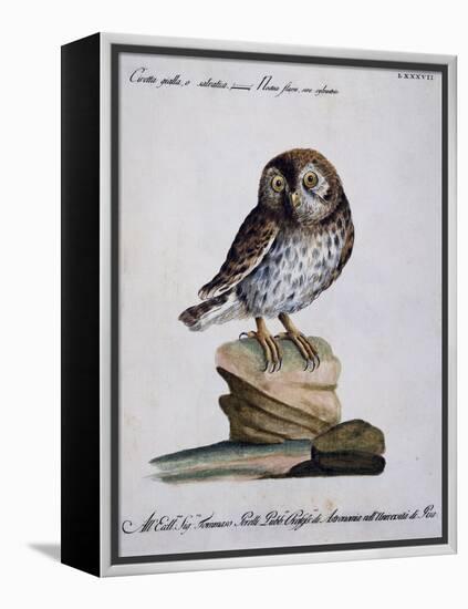 Yellow Owl, 19th Century-null-Framed Premier Image Canvas