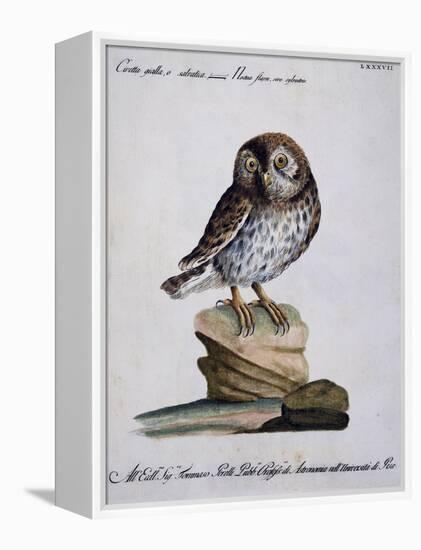 Yellow Owl, 19th Century-null-Framed Premier Image Canvas