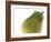 Yellow Pear-null-Framed Photographic Print
