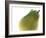 Yellow Pear-null-Framed Photographic Print