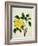 Yellow Peony, c.1800-1840-null-Framed Giclee Print