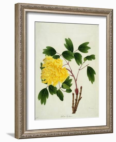 Yellow Peony, c.1800-1840-null-Framed Giclee Print