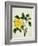 Yellow Peony, c.1800-1840-null-Framed Giclee Print