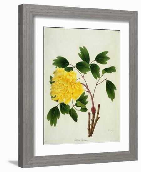 Yellow Peony, c.1800-1840-null-Framed Giclee Print