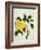 Yellow Peony, c.1800-1840-null-Framed Giclee Print