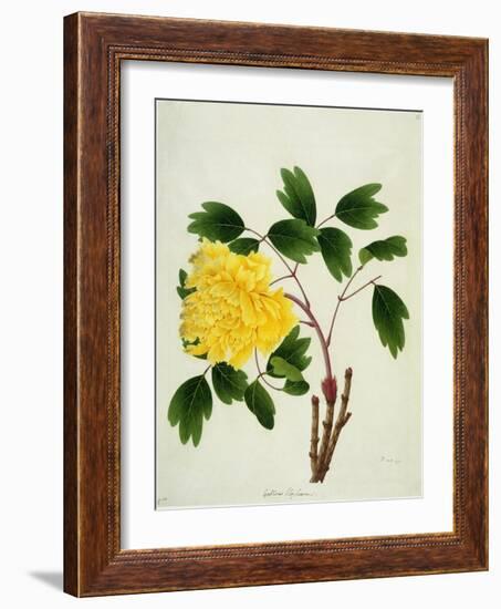 Yellow Peony, c.1800-1840-null-Framed Giclee Print