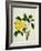 Yellow Peony, c.1800-1840-null-Framed Giclee Print