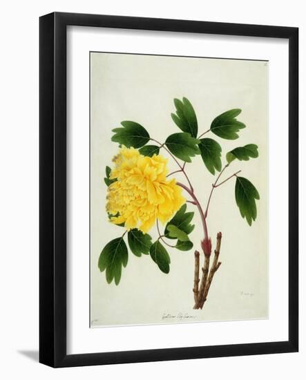 Yellow Peony, c.1800-1840-null-Framed Giclee Print