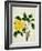 Yellow Peony, c.1800-1840-null-Framed Giclee Print