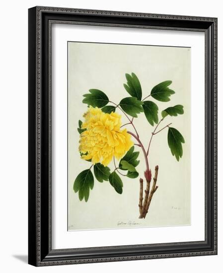 Yellow Peony, c.1800-1840-null-Framed Giclee Print