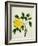 Yellow Peony, c.1800-1840-null-Framed Giclee Print