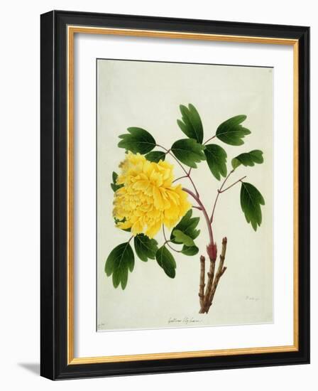 Yellow Peony, c.1800-1840-null-Framed Giclee Print