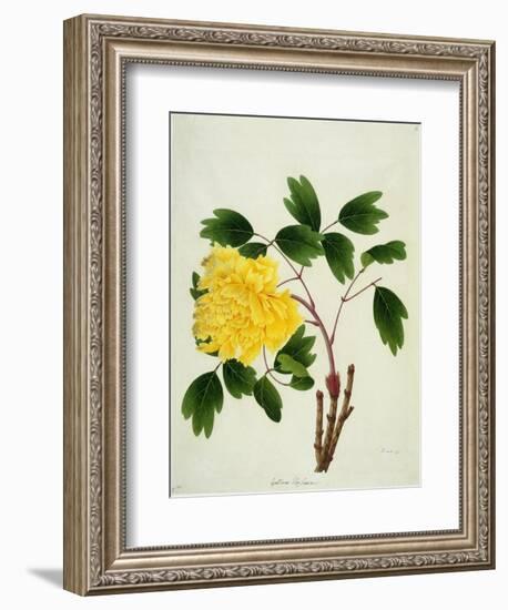 Yellow Peony, c.1800-1840-null-Framed Giclee Print