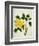 Yellow Peony, c.1800-1840-null-Framed Giclee Print