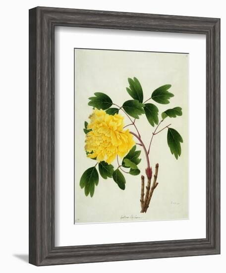 Yellow Peony, c.1800-1840-null-Framed Giclee Print