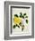 Yellow Peony, c.1800-1840-null-Framed Giclee Print