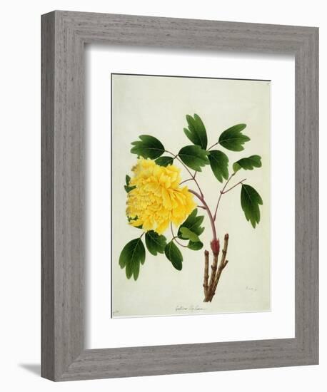 Yellow Peony, c.1800-1840-null-Framed Giclee Print