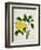 Yellow Peony, c.1800-1840-null-Framed Giclee Print